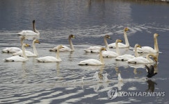 백조의 호수가 된 맥도생태공원