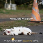 [여행honey] 호랑이해엔 고양이죠 아시아 고양이마을 탐방