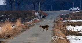 농로 뛰어 넘는 고라니