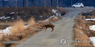 농로 뛰어 넘는 고라니