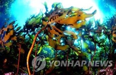 해수부, 바다숲과 산란·서식장 신규 조성…올해 515억 원 투입