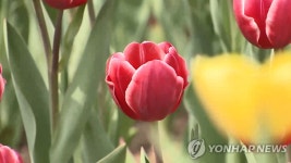 탐욕과 공포의 무한 반복…투기의 세계사