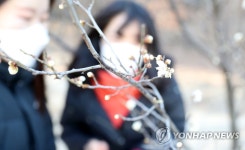 벌써 핀 매화
