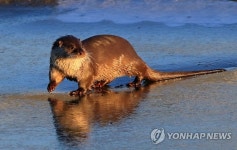 여명에 만난 황금빛 수달