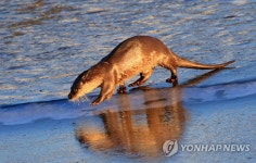 여명에 만난 황금빛 수달