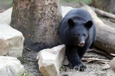 웅담채취용 곰사육 2026년부터 금지…민관합동으로 종식 선언