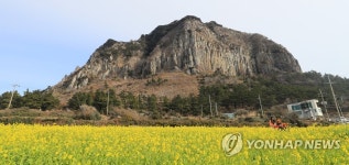 유채꽃 활짝 핀 제주