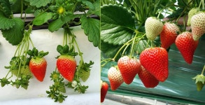 충남도, 신품종 딸기 두리향·비타베리 기술 업체 이전 계약