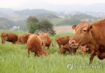 [강원소식] 한우 품질 경쟁력 향상에 34억원 투입