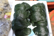 면역력 떨어지기 쉬운 겨울, 완도 해조류로 건강 밥상을