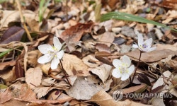 봄의 전령 변산바람꽃 개화