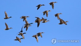 비행하기 좋은 날