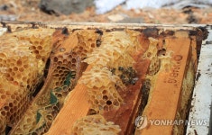 꿀벌은 어디에
