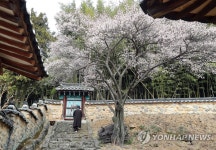 밀양 향교 매화 만개