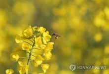 제주의 봄