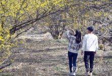 용궁처럼 아름답다는 남원 용궁마을 산수유꽃