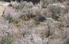 발길닿는 곳마다 매화향