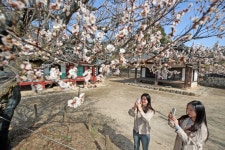 남명매·원정매·정당매 산청 3매 꽃망울 터트려