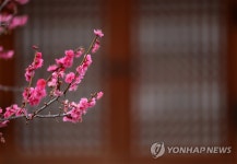 강릉 홍매화 활짝