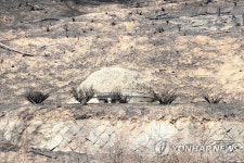 볏짚 뿌려진 산소
