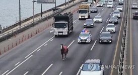 강변북로에 말이 달려와요!