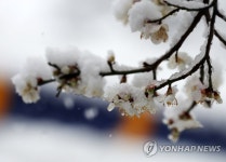 봄꽃 위에 핀 눈꽃