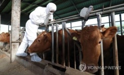 구제역 예방…군산시, 소·염소 1만3천여마리 백신 접종