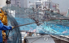 싱싱한 봄 멸치가 왔어요.