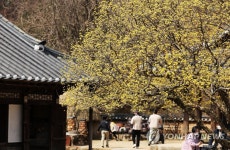 노랗게 물든 봄