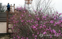 봄 찾아온 황령산