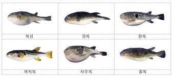 복어요리 먹고 의식불명…조리자격 있는 전문가만 취급해야