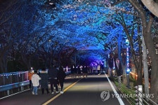 양산 물금 벚꽃길 야간조명