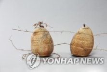 영암도기박물관서 내달 1일 불의 흔적 도기전