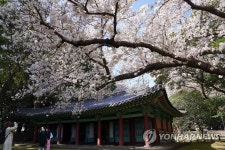 벚꽃 핀 제주 사적지