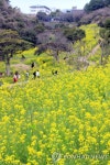 서귀포 엉덩물 계곡의 봄