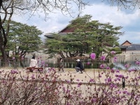 3년만에 열린 벚꽃길·버스킹…불안 속 일상회복 시동(종합)