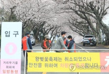 제주시 왕벚꽃축제 취소