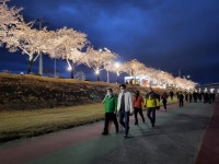 [픽! 김천] 벚꽃길 야간 경관조명 일제히 점등