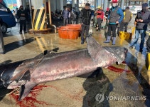 강릉 주문진 앞바다서 돌묵상어 그물에 걸린 채 발견