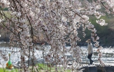 3년 만에 즐기는 벚꽃 산책