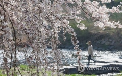3년 만에 즐기는 벚꽃 산책