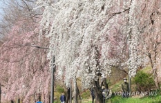 3년 만에 즐기는 벚꽃 산책