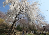 다시 돌아온 벚꽃길 산책