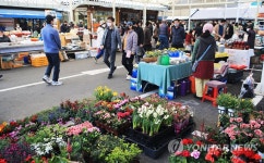 봄꽃 활짝 핀 구례5일시장