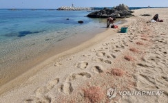 난바다곤쟁이 떼죽음한 강릉 영진해변