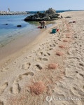 난바다곤쟁이 떼죽음한 강릉 영진해변