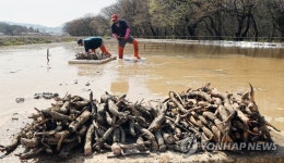 홍연 모종 심어요