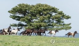 힘차게 달리는 국내산 승용마들