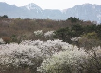 국립수목원, 제주 왕벚나무를 일본 왕벚나무라 발표…허위
