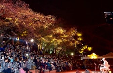 서대문구 안산 벚꽃음악회 3년 만에 돌아온다…8∼10일 개최